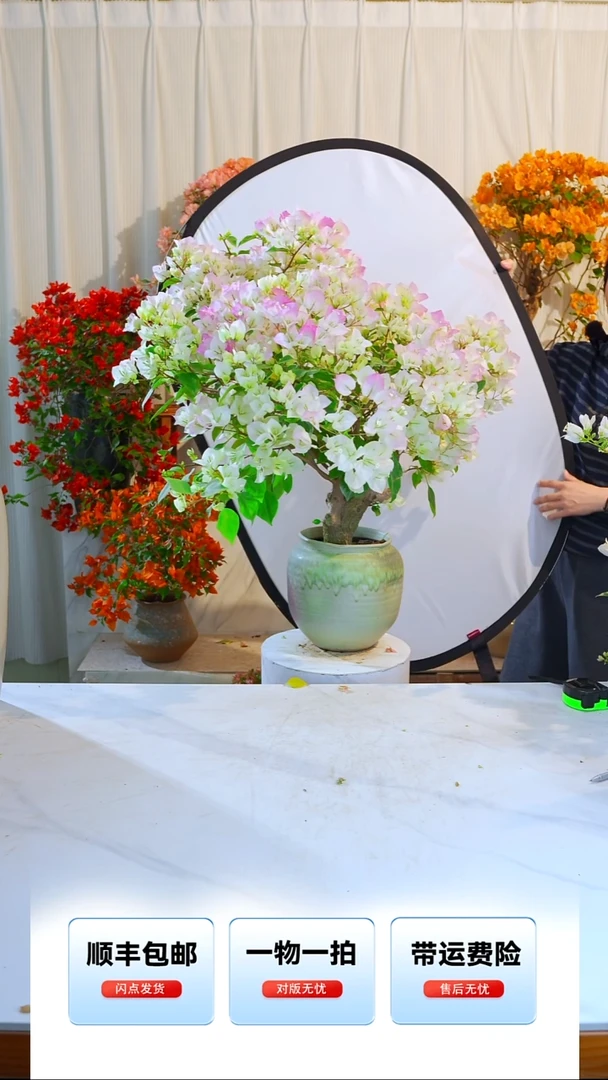 大部分开放少量花苞绿樱