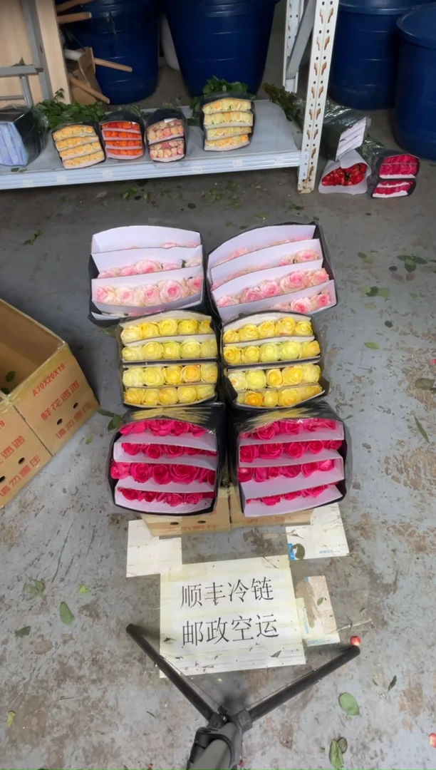 佛洛依德20枝+奶油杯20枝+洛神20枝