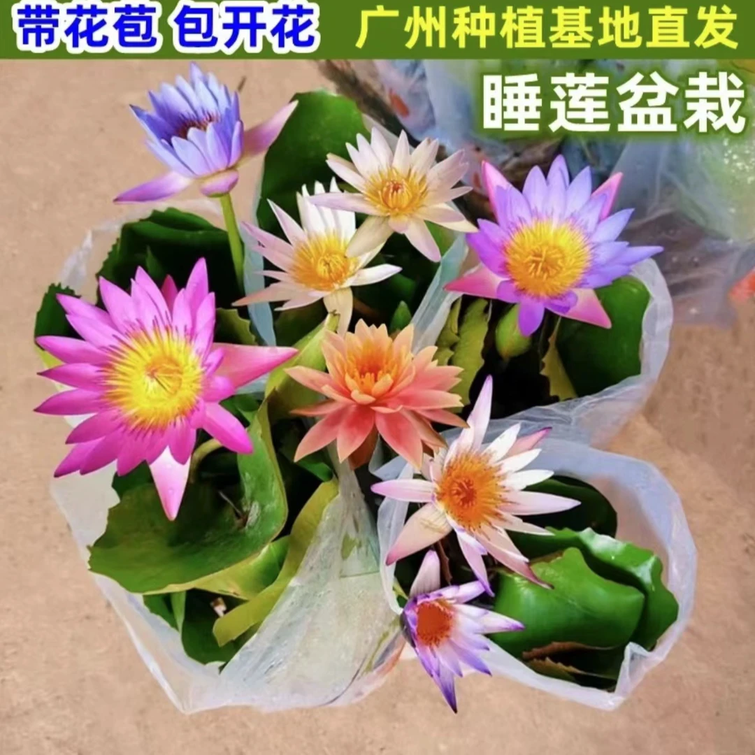 睡莲盆栽碗莲睡莲苗带花苞四季开花不断庭院鱼池水生水培植物