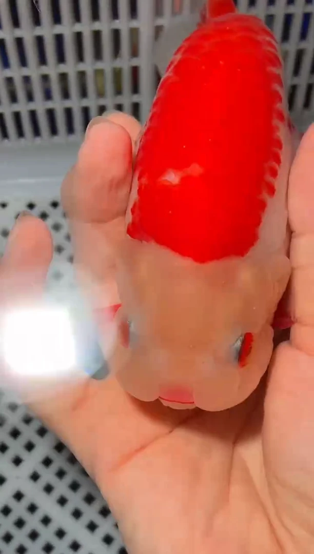 金鱼（运费自理，马印灯照射）福州追鱼兰寿金鱼