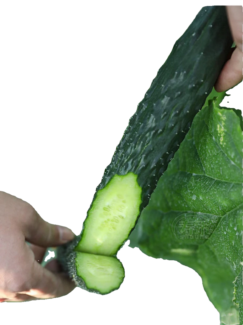 山东特产正宗小黄瓜咸菜鲜脆可口农家特色黄瓜种子
