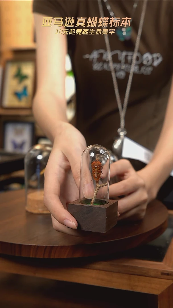 人面蝽标本玻璃罩G121