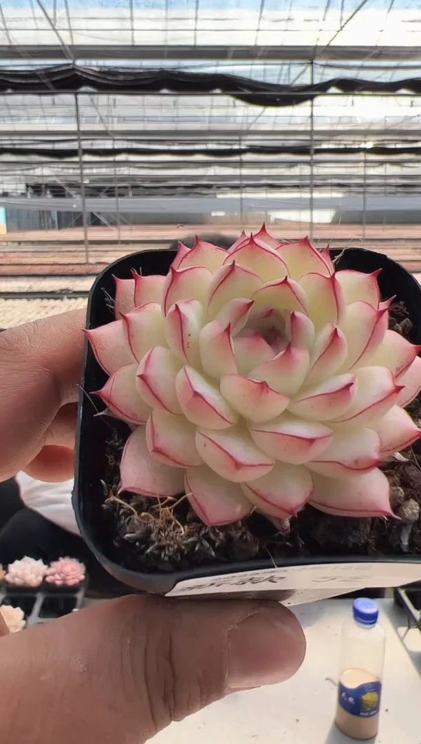 【闪购商品】新款多肉-52