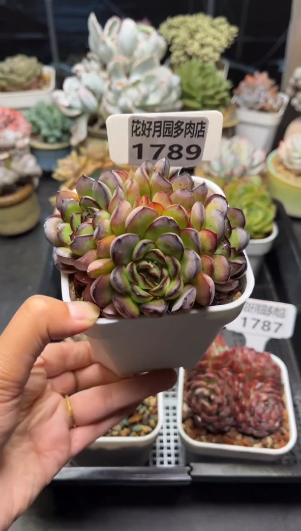 1789灵隐.............