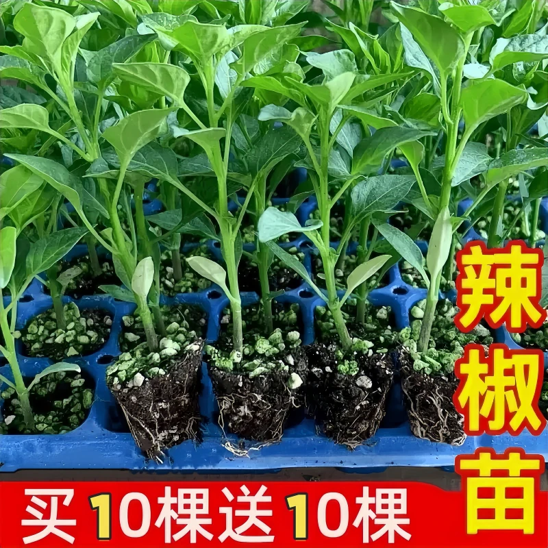 辣椒秧苗带土薄皮椒长线椒苗螺丝椒苗朝天椒苗牛角椒苗高产户外种