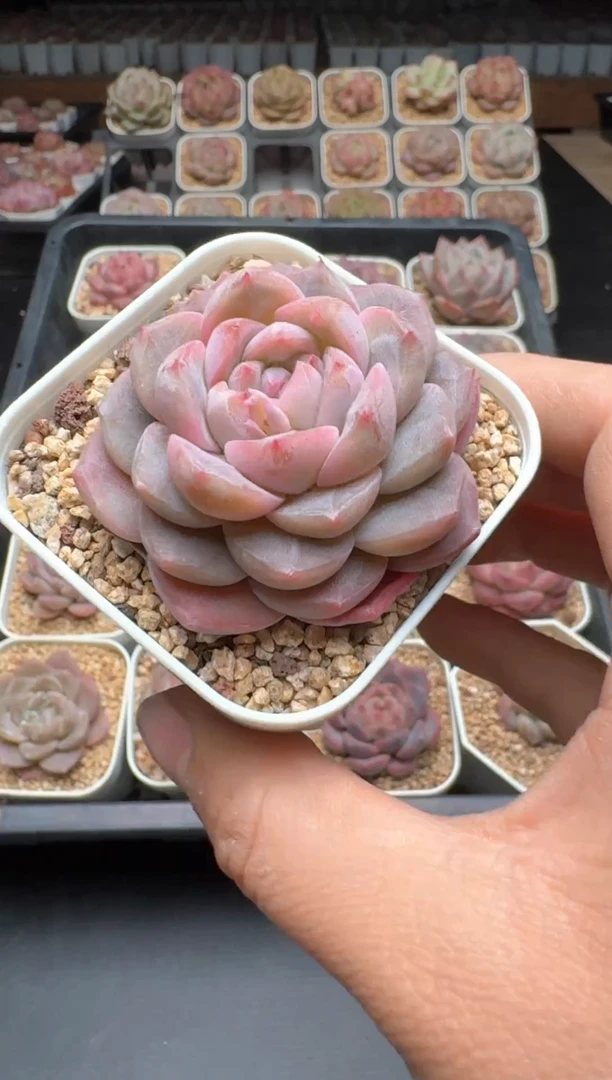 【闪购商品】273A号一物一拍多肉花卉植物拍3颗起发