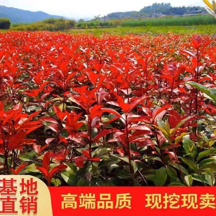 红叶石楠树苗篱笆苗庭院绿化苗木四季常青园林别墅绿篱工程树苗