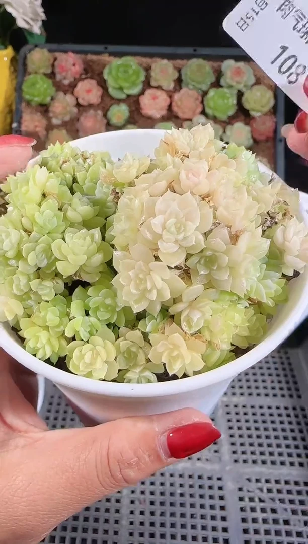 1115-108群生不包整