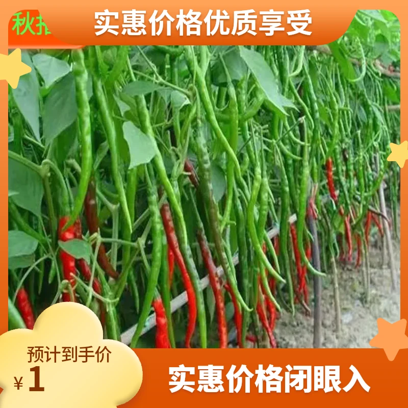 【满5包包邮】辣椒青杭椒尖椒种子阳台盆栽四季蔬菜种子高产易种植