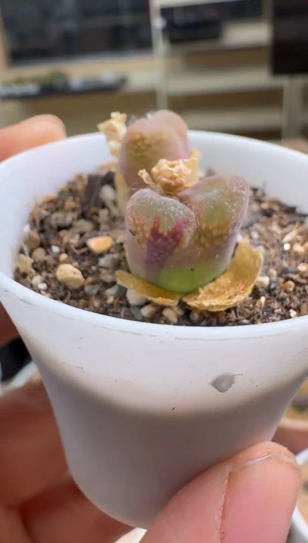 美丽的肉石头10-433