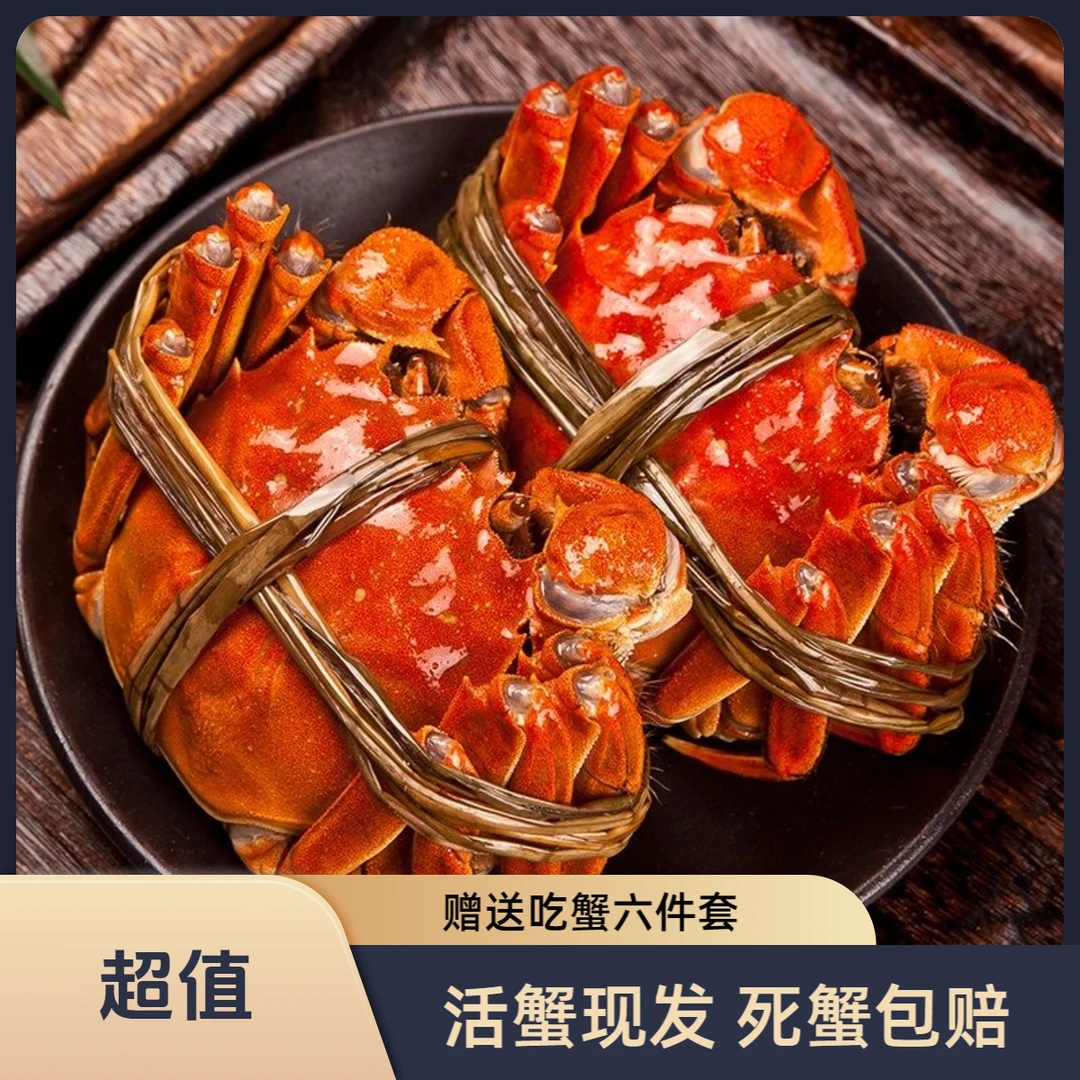 【活蟹全母蟹】阳澄天使江苏蟹母蟹2.5两8只10只装鲜活精品蟹青蟹青壳蟹