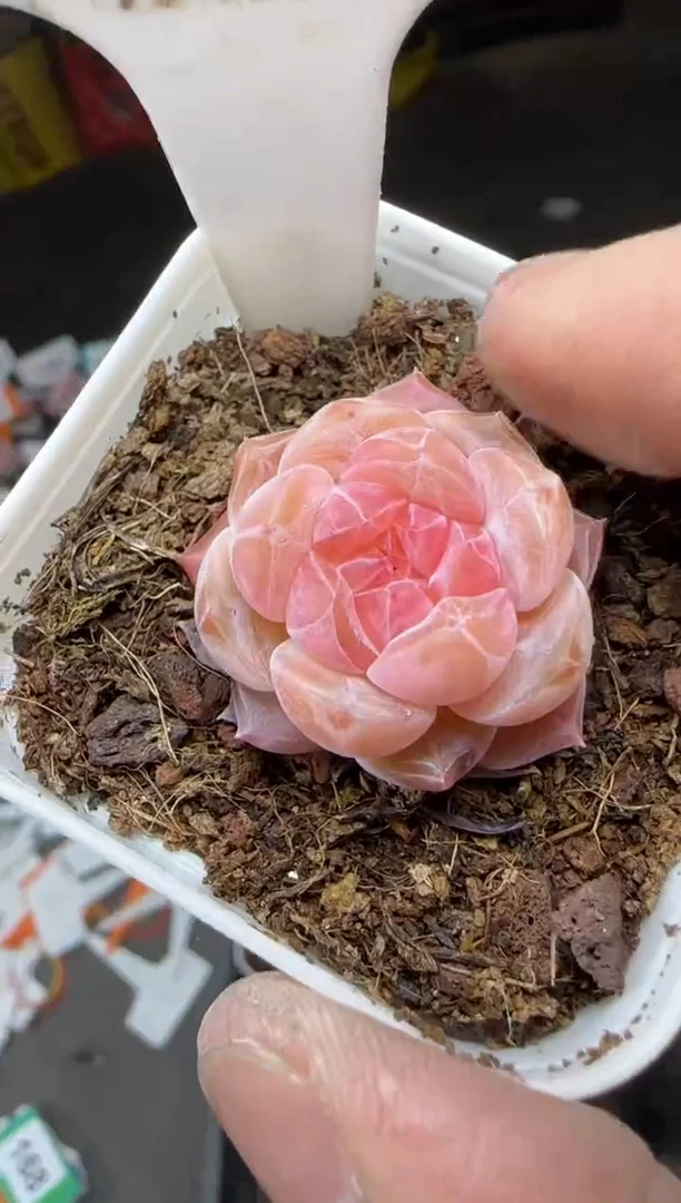 【闪购商品】一物一拍0213—167