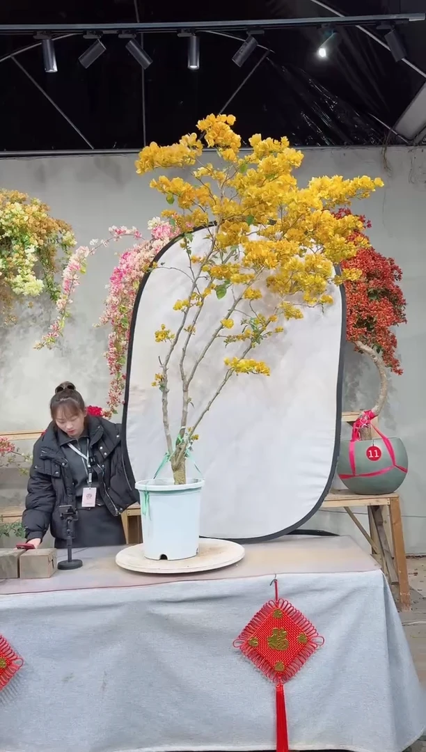 【闪购商品】盆景柠檬黄