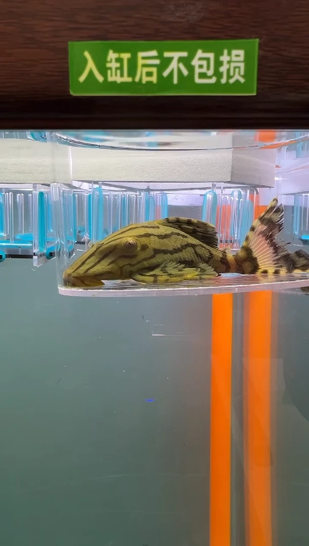 清道夫120号191入缸不包损录制完整开箱视频10.3厘米