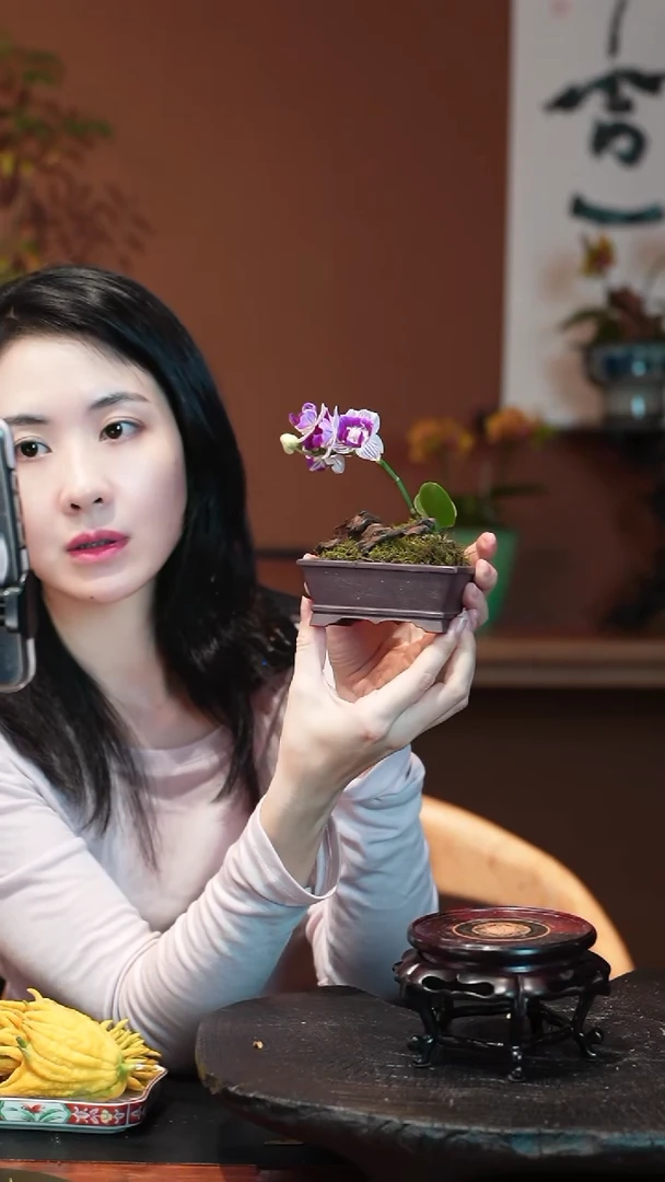 无花朵蝴蝶兰盆景盆景盆景