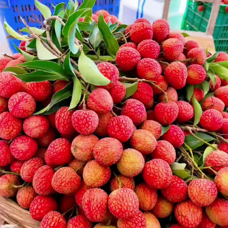 广东茂名电白自家荔枝白蜡品种新鲜现摘现发直销批发当季水果消暑