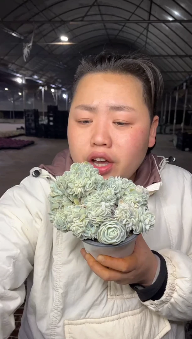 【闪购商品】71-蓝色惊喜缀带盆土16.8