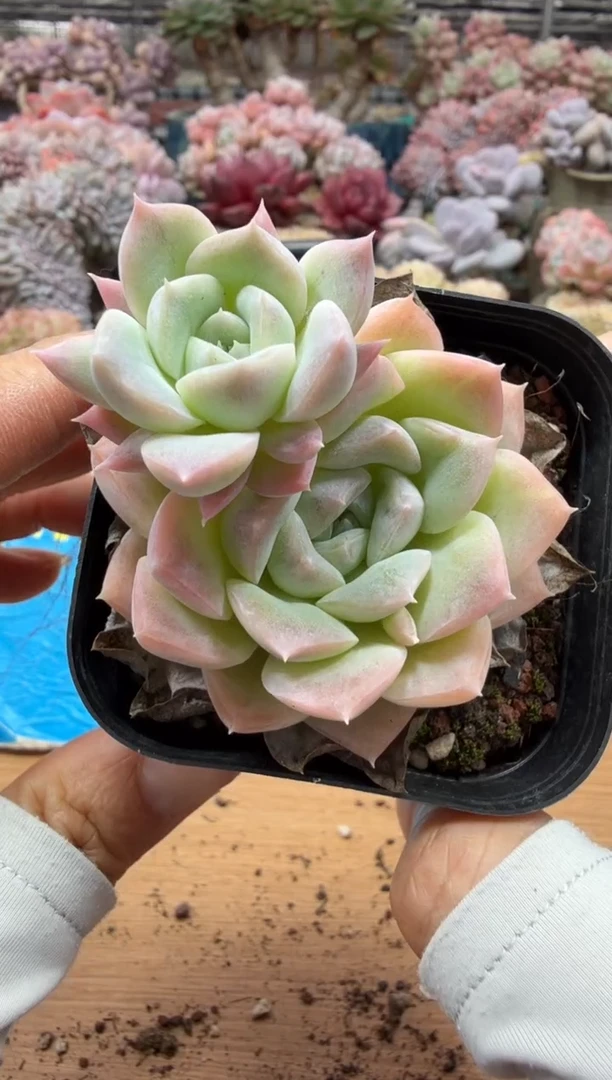 东云多肉园二店-309