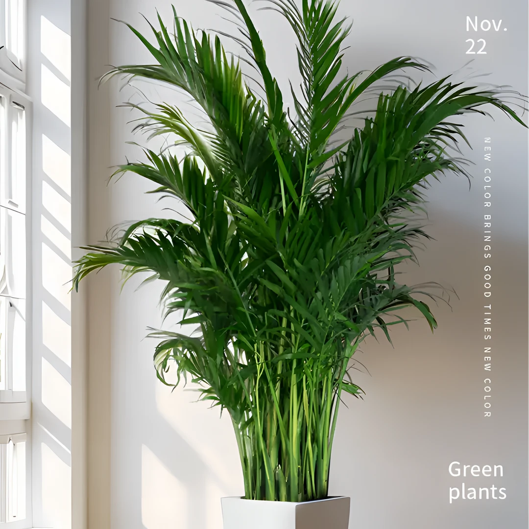 【1.0米-1.2米】椰子室内盆栽客厅卧室盆景散尾葵落地摆件摆放