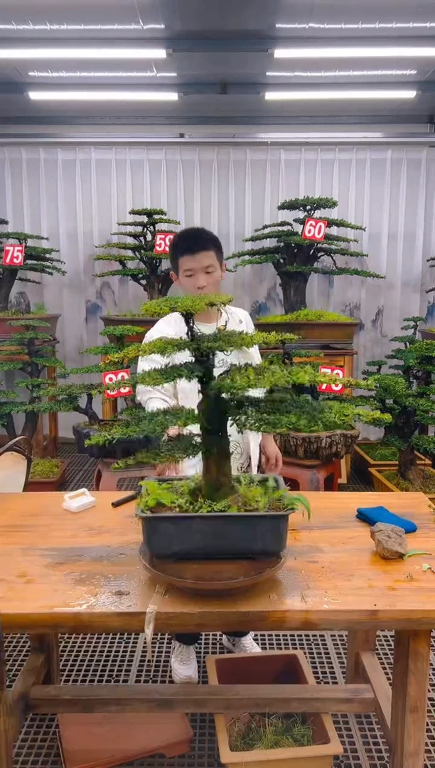 无花朵精品盆景直播间一物一拍