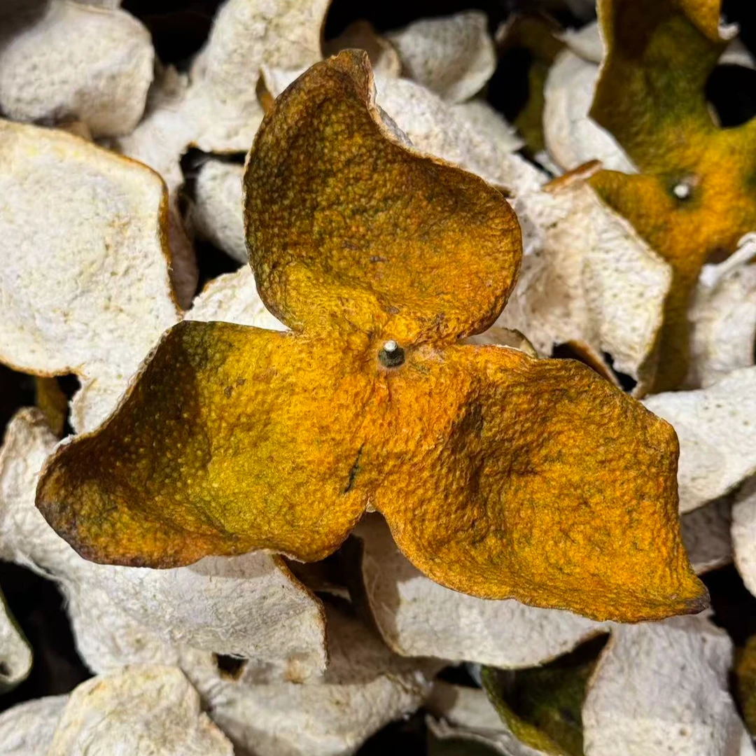 2025年新会天马正宗二红皮正宗精选假一赔十 越存越值