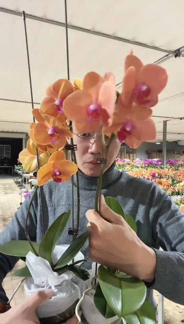 完全开放博洛尼亚+圣马力诺