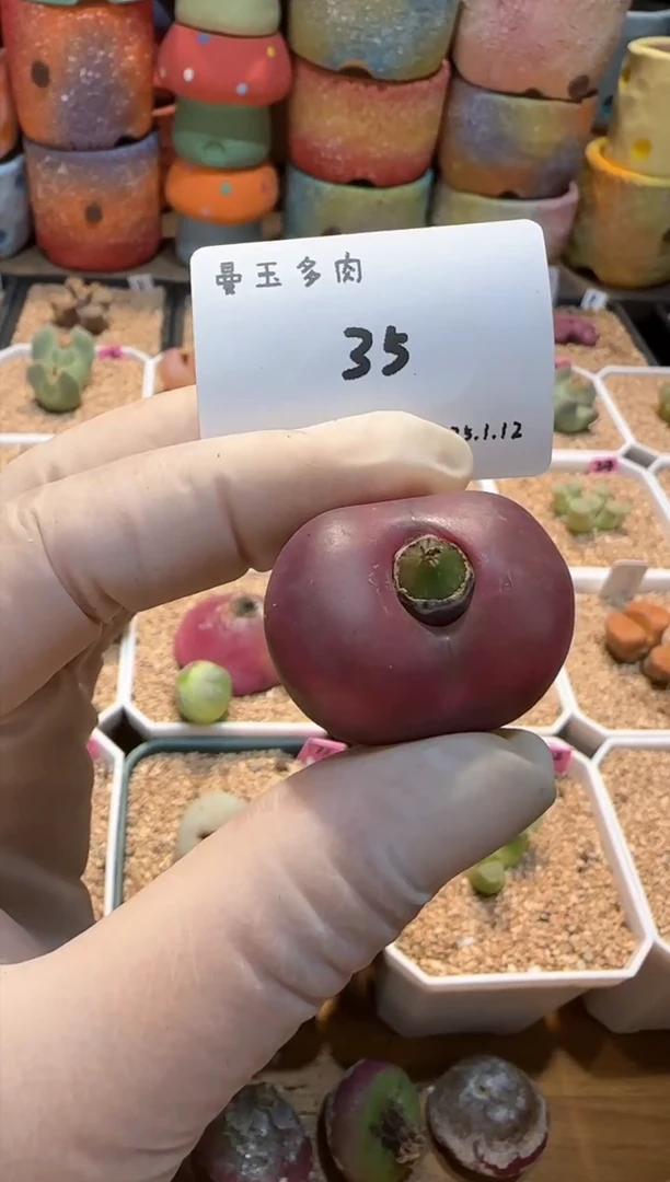 【闪购商品】25.1.12-35朋友