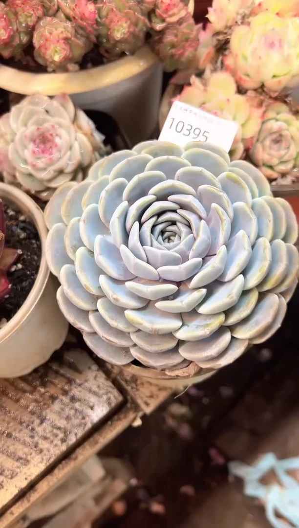M*、多肉植物一物一拍10395