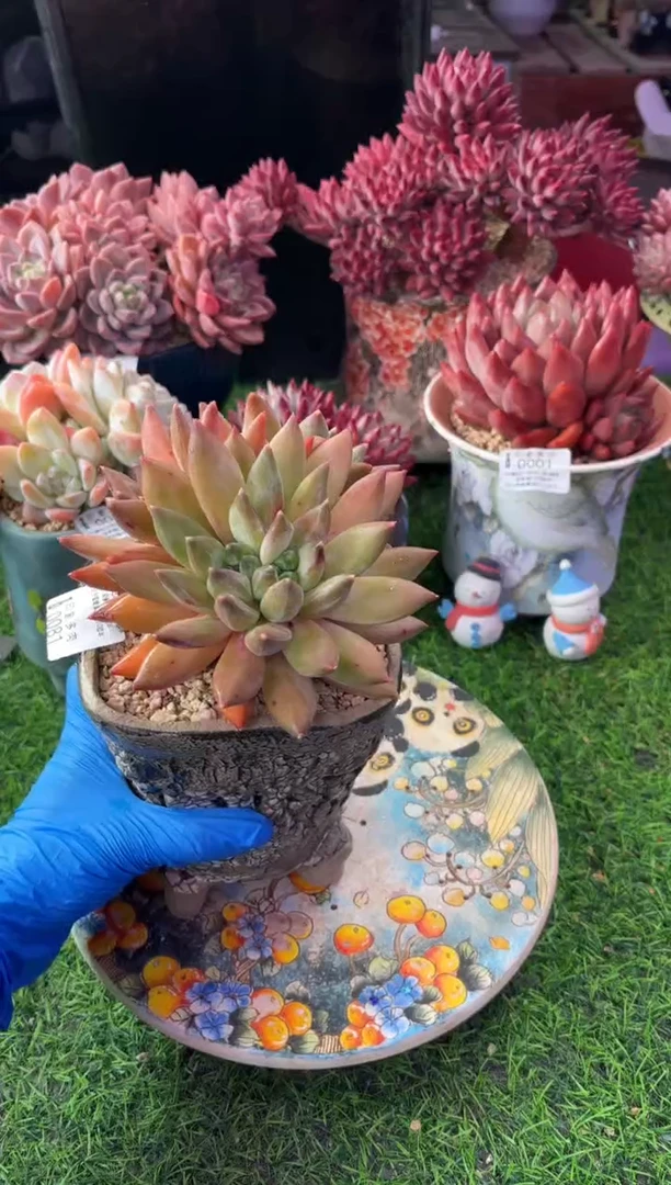 白*水昆明印象多肉0073的盆