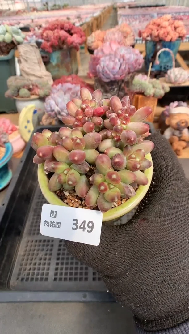 【闪购商品】349千代田缀一物一拍