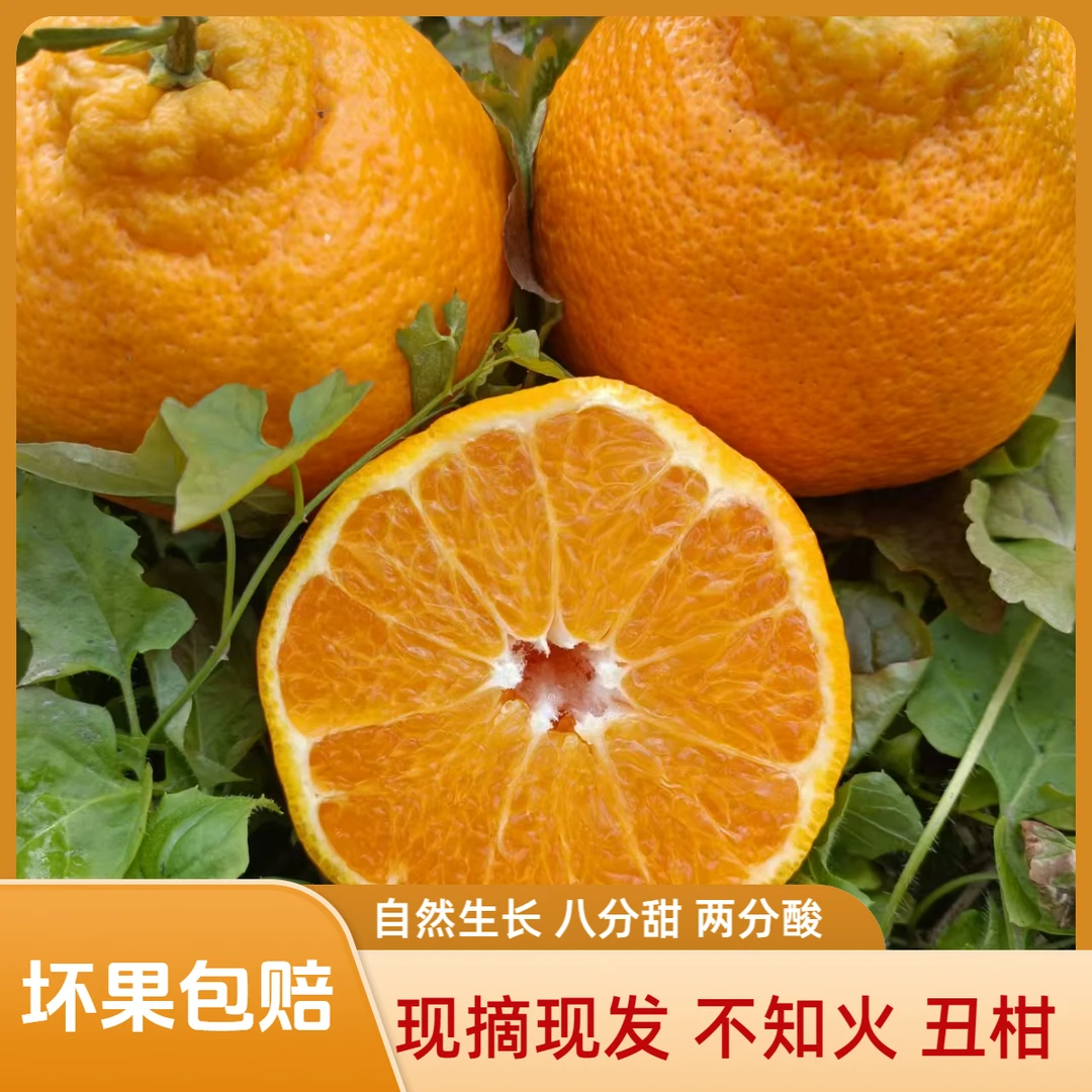 四川柑橘不知火丑柑果园直发新鲜应季水果脆嫩多汁包邮