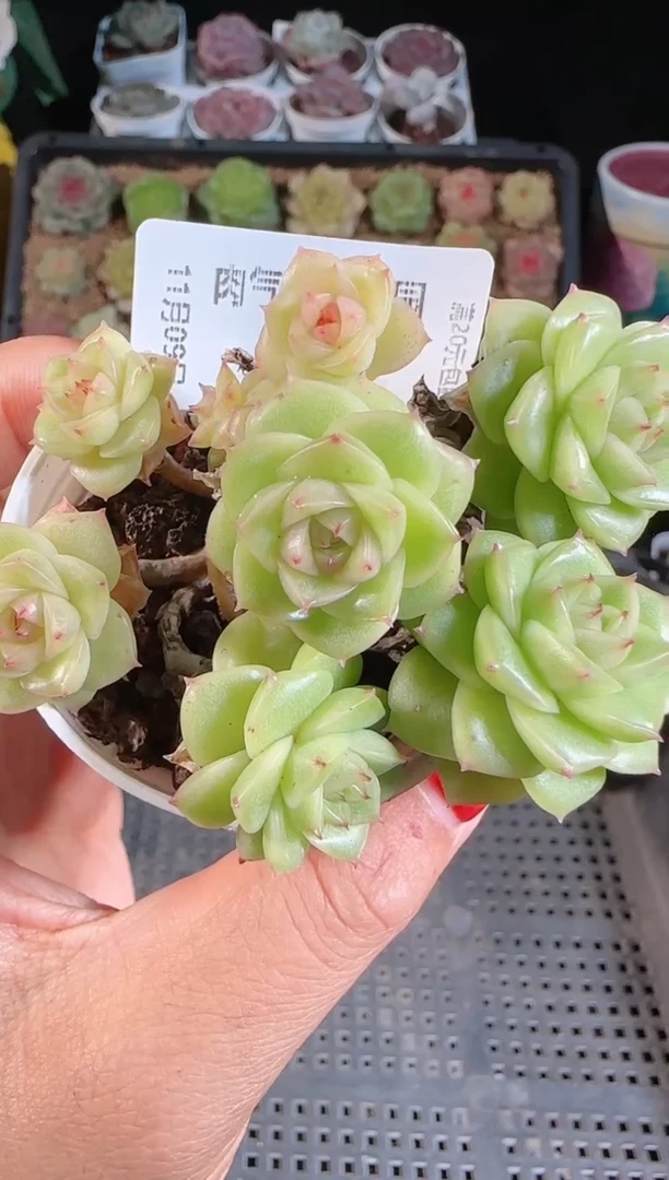 1109-257麦秆群不包整