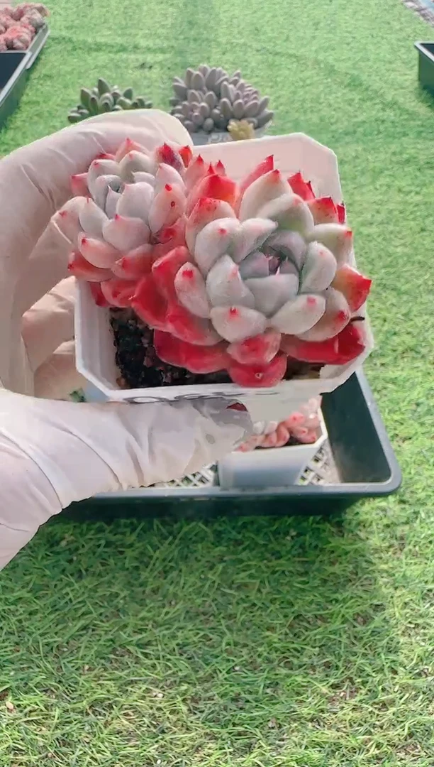 【闪购商品】梦会多肉一物一拍