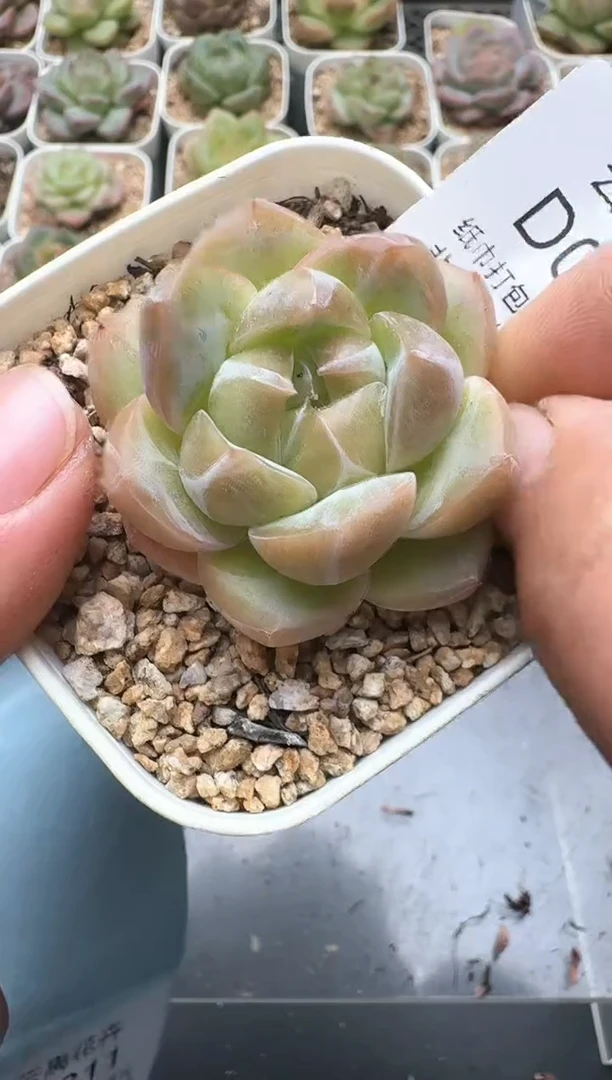 311D云禹多肉植物 带盆土纸巾打包 3颗包邮