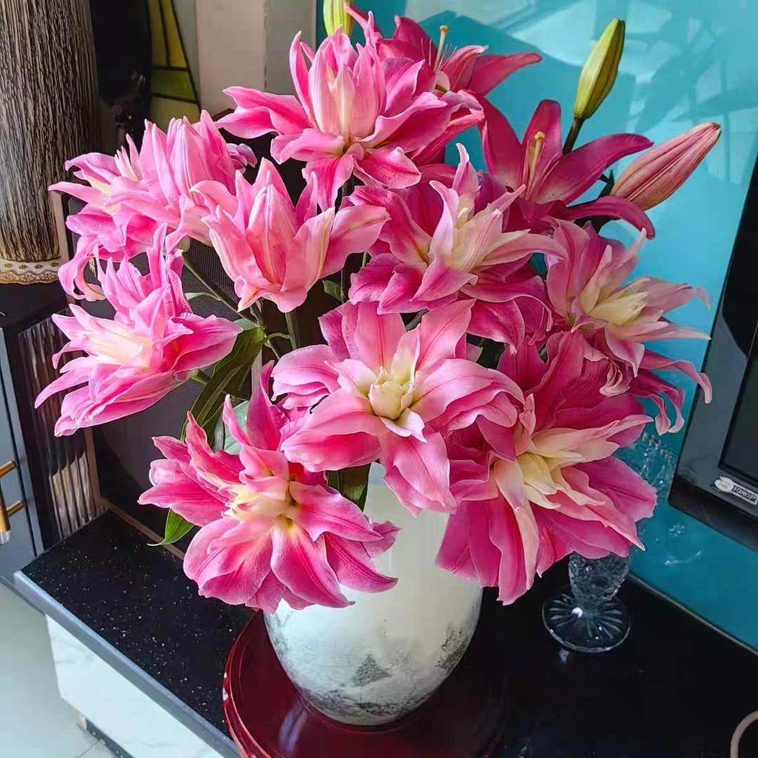 【红丝带重瓣百合】云南鲜花基地两单升级发顺丰冷链包邮