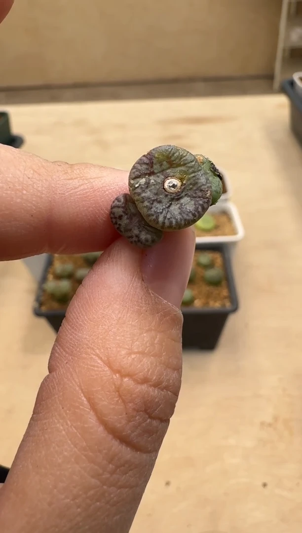 【闪购商品】1/21-18