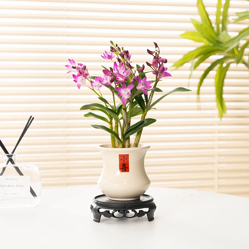 现带花苞七彩香水石斛兰花四季好养易活绿植浓香型石斛净化空气