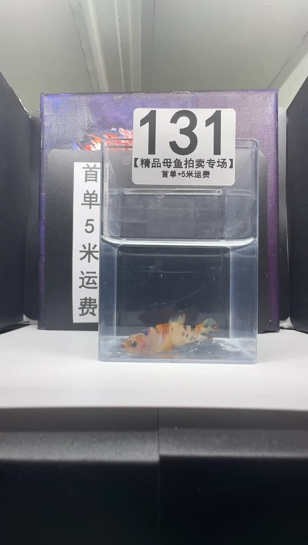 斗鱼母鱼编号：131