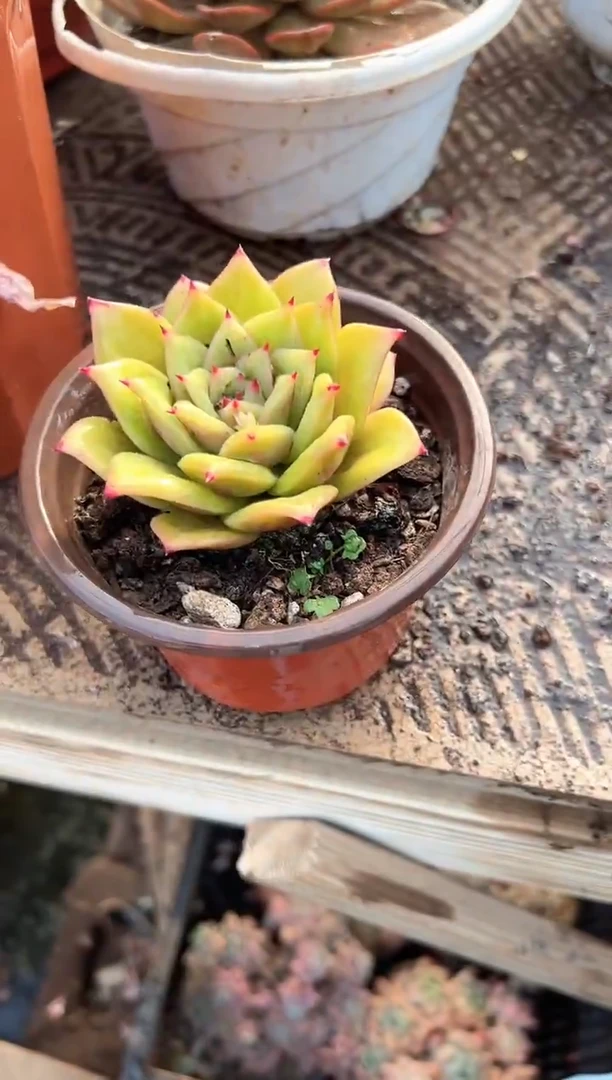 拂**雨多肉植物一物一拍22326