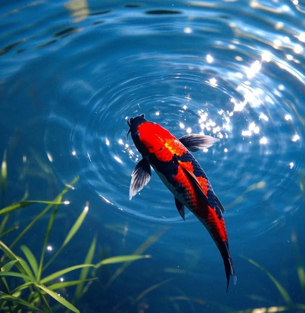 ⑤自家渔场锦鲤精品观赏鱼大正三色昭和菲写白写单顶德系芥子红白