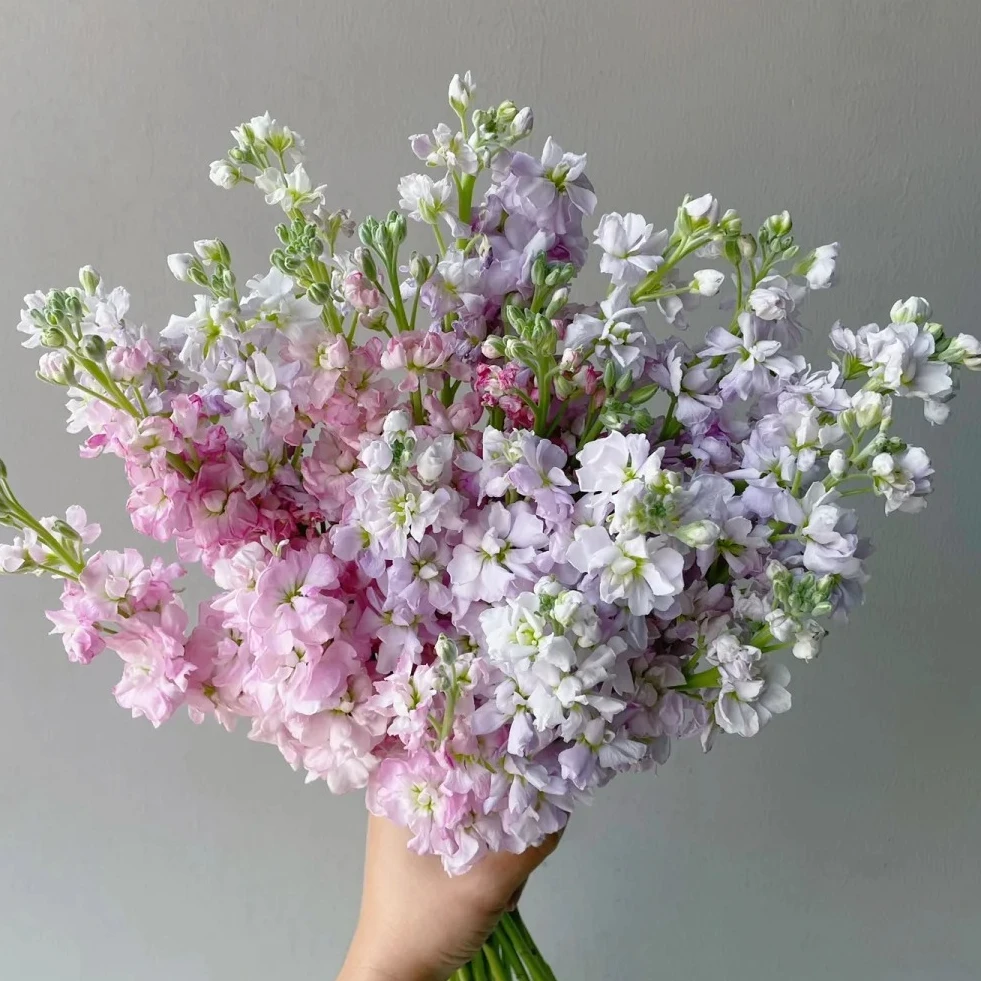 【花王朝】粉+紫色紫罗兰 任意2单以上包邮 发货后不支持退款