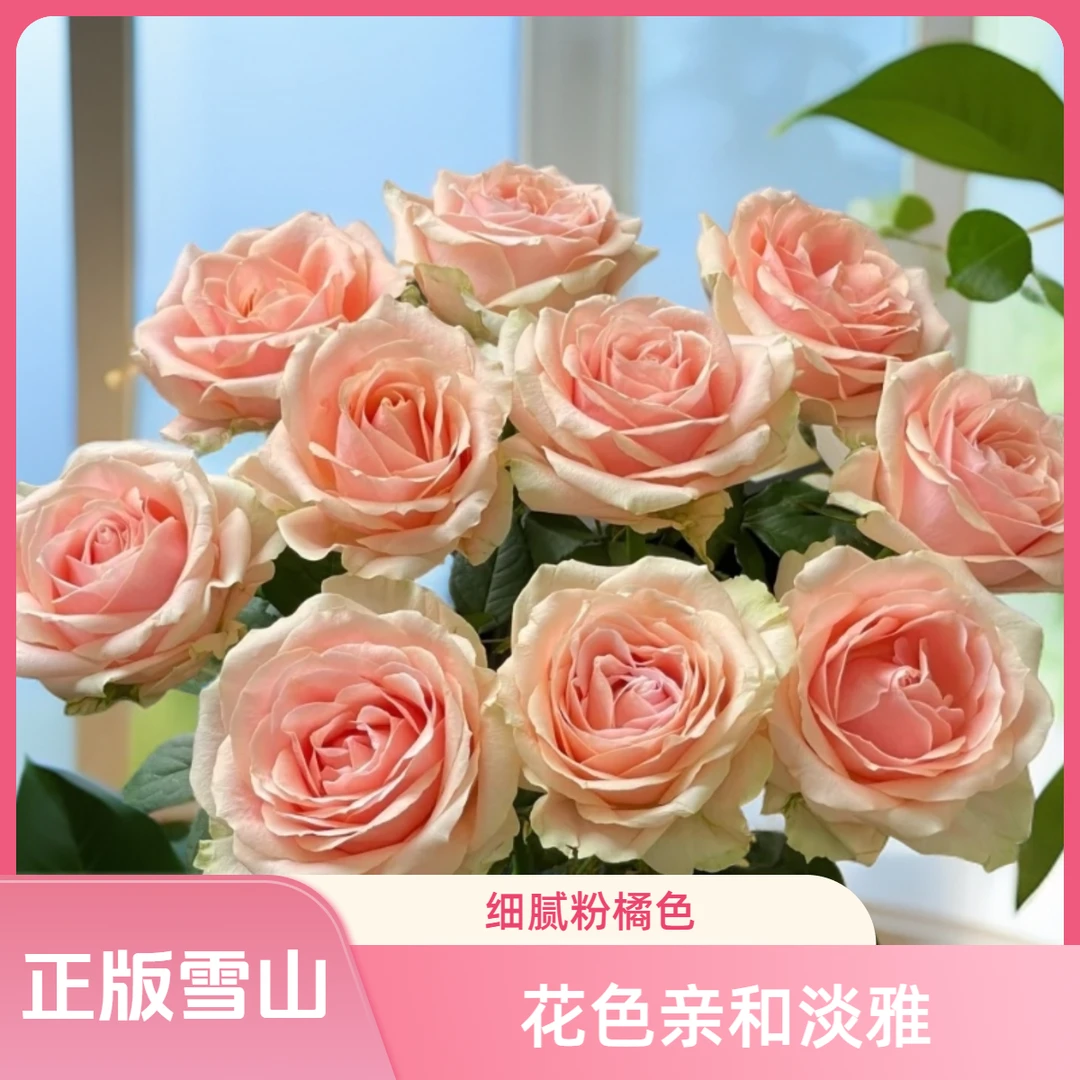 黑哥的花园珍珠雪山月季桃粉渐变大花浓香四季开抗病庭院阳台盆栽