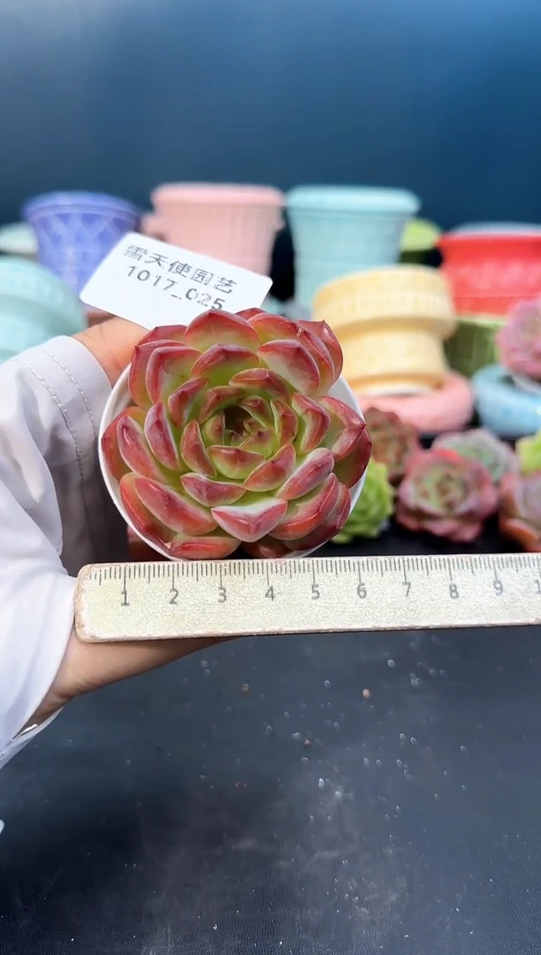 1017-  025飞云丹 （冠幅 6 cm）