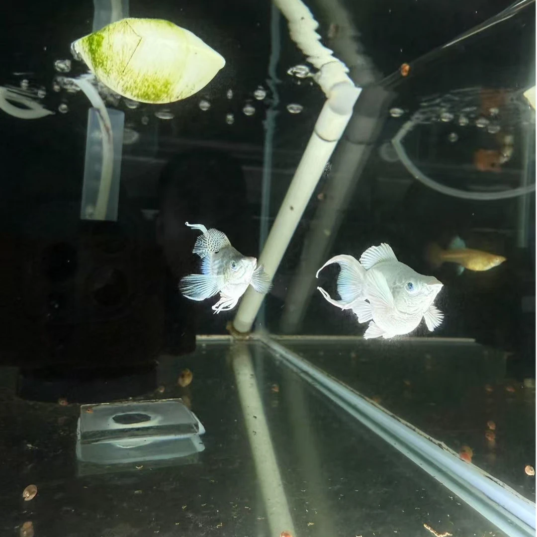 精品高砖石眼瓷白玛丽球越系原线molly鱼（无开箱视频不支持售后）