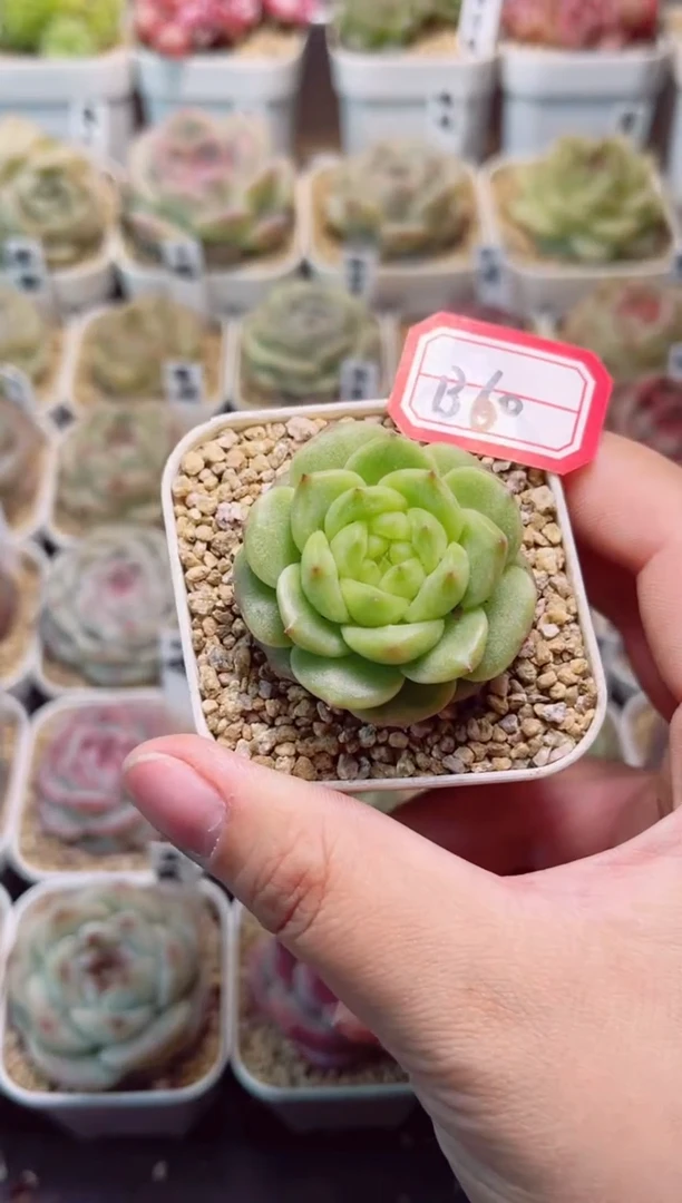 B60灯泡一物一拍