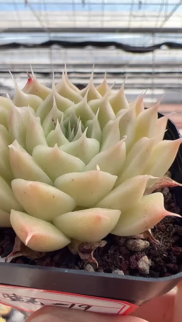 【闪购商品】东云睫毛精-19