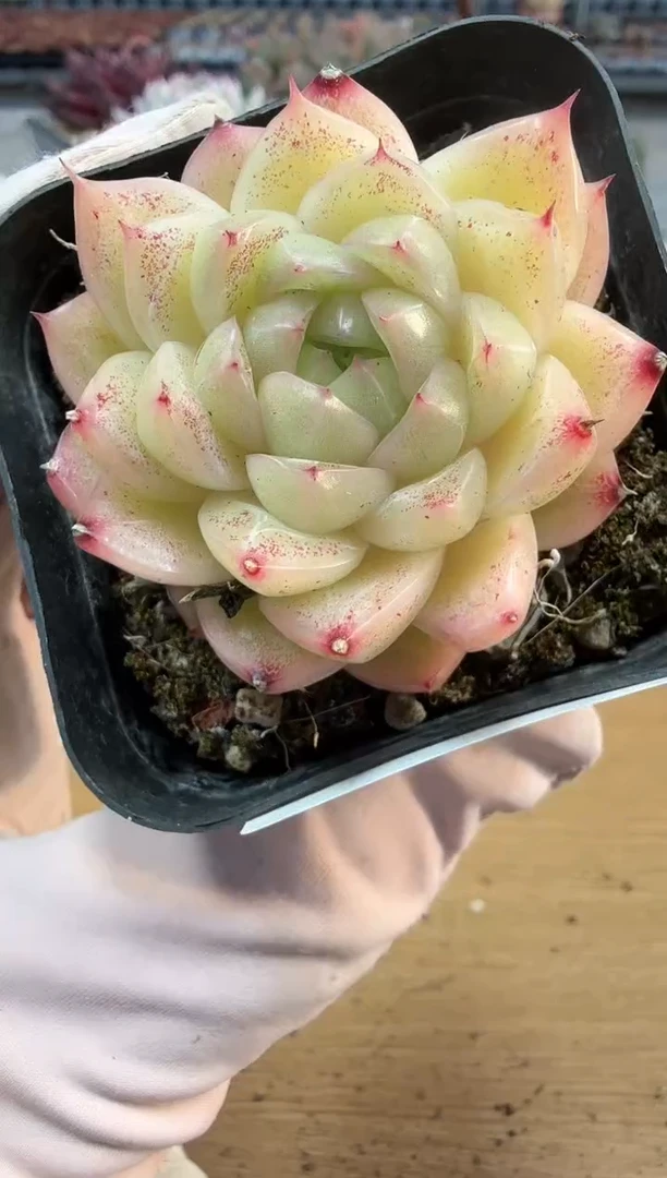 东云多肉园二店-283