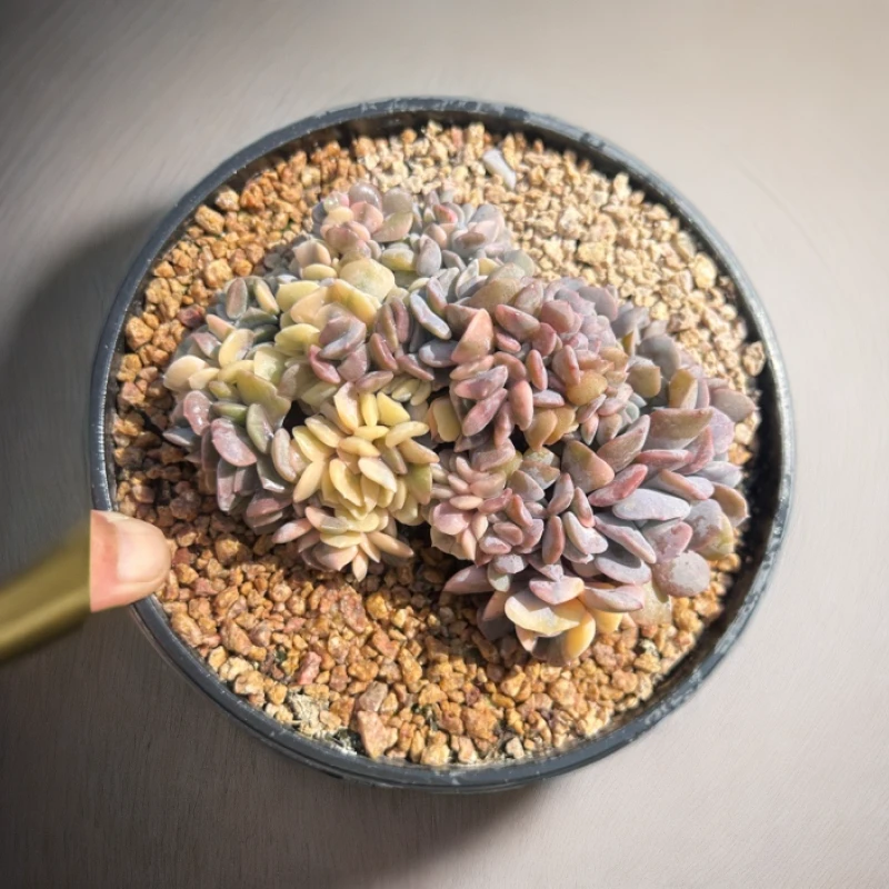 雪精灵缀化锦多肉植物