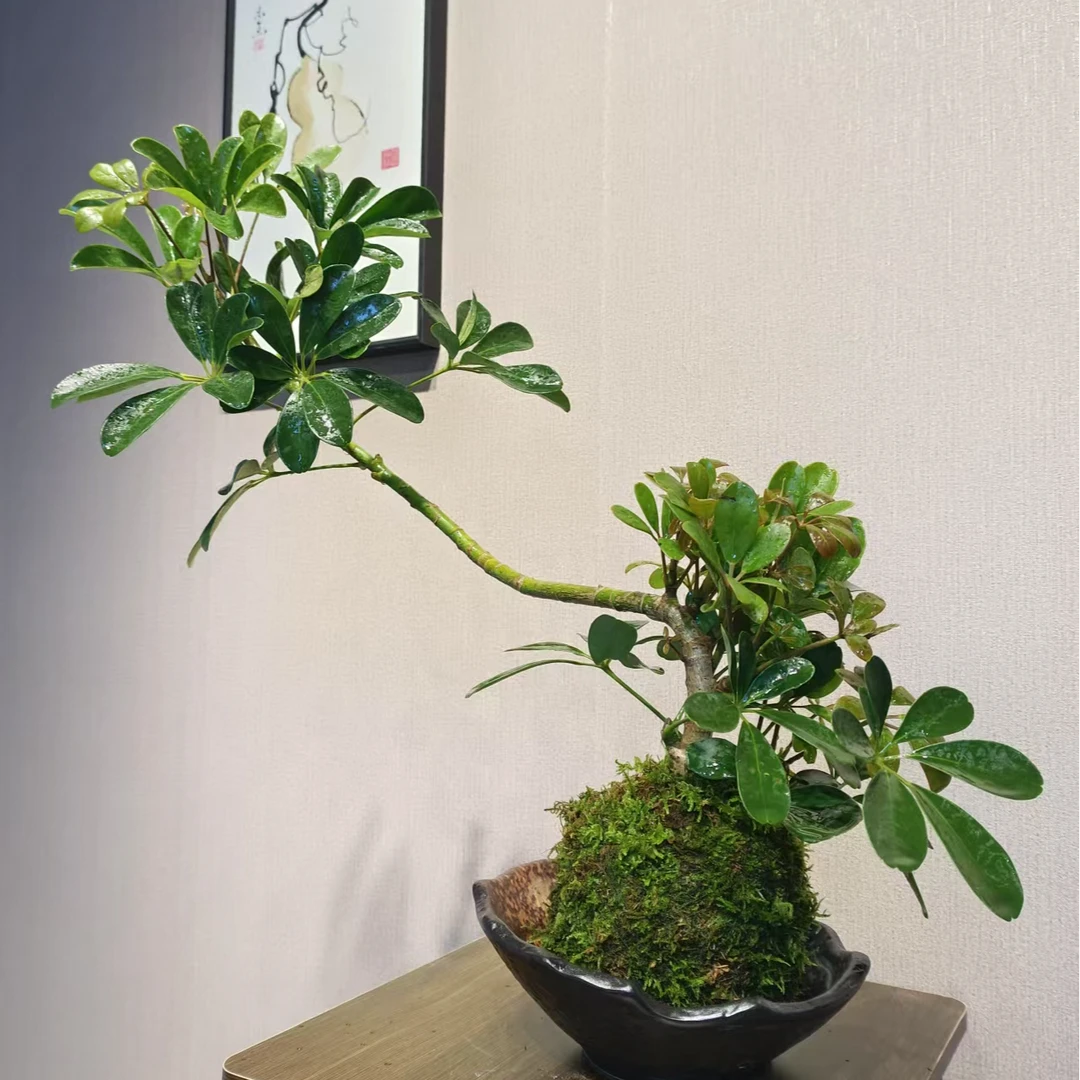 姐妹/直播间一物一拍鸭脚木苔藓球绿植办公室客厅盆景盆栽窗台