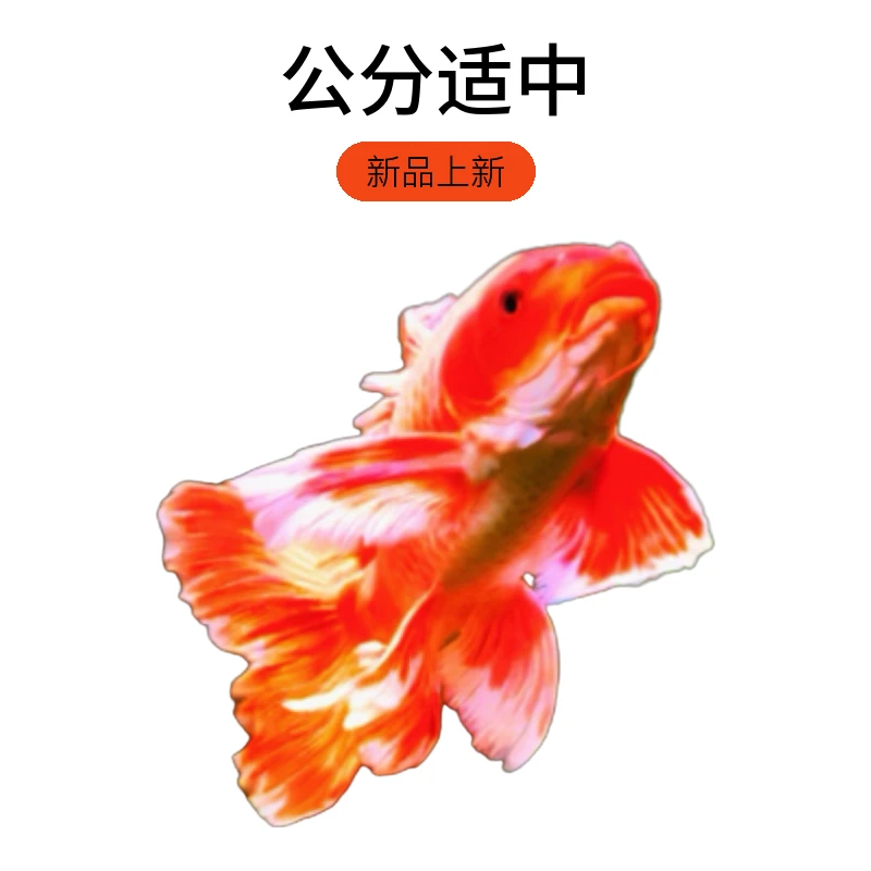 台湾纯种红色蝴蝶鲤长尾观赏鱼好养耐活冷水鱼